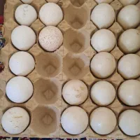 تخم بوقلمون وتخم اردک اسرائیلی