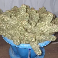 دوعدد گل سرحال