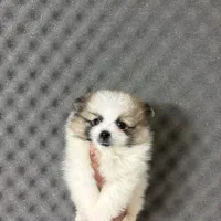 سگ پامرین خرسی و پودل|سگ|اصفهان, آهنگران|دیوار