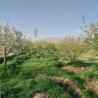 باغ سیب