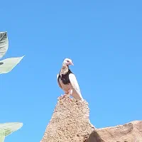 پاکستانی|پرنده|کلاتان, |دیوار