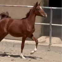 مادیان عرب خالص ایرانی(شویی) مدرکدار|اسب و تجهیزات اسب‌سواری|تهران, شهرک ولیعصر شمالی|دیوار
