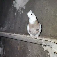 گمشده نشده طوقی ماده شکلاتی و هفت‌رنگ|حیوانات|رامهرمز, |دیوار