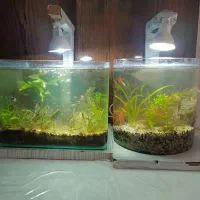 آکواریوم پلنت باماهی|ماهی|سلماس, |دیوار