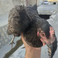 جوجه