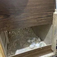 عروس هلندی با قفس وسایل|پرنده|کرج, برغان|دیوار