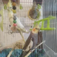 عروس هلندی|پرنده|ارومیه, |دیوار