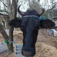 گاو دو رگ هلشتان ۴ ساله|حیوانات مزرعه|سنگر, |دیوار