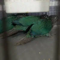 قناری مرغ عشق فنچ گرینچیک برزیلی طوطی گلدین