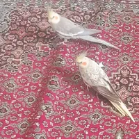 عروس هلندی