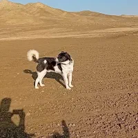 گله ای|سگ|آشخانه, |دیوار