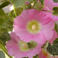 بذر گل ختمی گلبهی رنگ مخلوط با رنگ سرخ هلندی