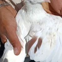 نر کمخال