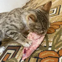 گربه واگذاری فوری
