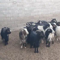 ۱۵تا بز بومی بیابونی،یدست،میش ،بزغاله