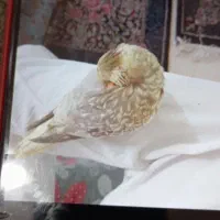 عروس هلندی