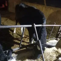 گاو نوبر جوان مناسب پروار|حیوانات مزرعه|معصومیه, |دیوار