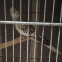 6عدد عروس ماده بالغ 2تا ایزابل آهویی یکی 2سینامون|پرنده|هشتگرد, هشتگرد قدیم|دیوار