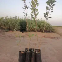 فروش نهال پسته پایه بادامی زرند|خدمات باغبانی و درختکاری|اصفهان, احمدآباد|دیوار