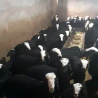 تعداد 100راس شیشک میش های اصیل شال بره دار|حیوانات مزرعه|قزوین, |دیوار