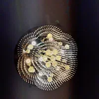 لوستر ریموت دار|لوستر و چراغ آویز|قزوین, |دیوار