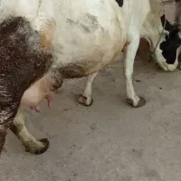 گاوگوساله|حیوانات مزرعه|امام, |دیوار