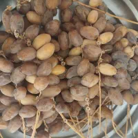 رطب تازه فروشی|خوردنی و آشامیدنی|شیراز, کفترک|دیوار