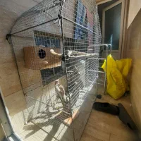 دوچرخه قفس عروس هلندی و... فوتبال دستی|دوچرخه، اسکیت، اسکوتر|اندیشه, شهرک صدف|دیوار