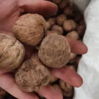 گردو درجه یک بوانات|خوردنی و آشامیدنی|شیراز, رحمت‌آباد|دیوار