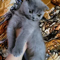 بچه گربه های سه ماهه اسکاتیش اصیل(نر و ماده)|گربه|همدان, |دیوار