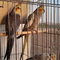 ۳تا عروس هلندی