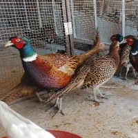 مرغ و خروس قرقابل امریکایی طاووس