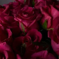 متن ادبی و شعر