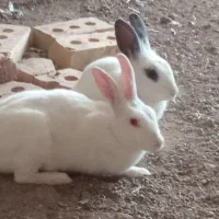 دوتا خرگوش زبل زیبا قیمت دوتاش 500|موش و خرگوش|سراب, |دیوار