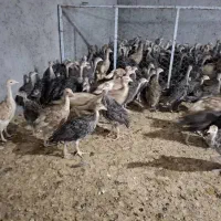 جوجه بوقلمون برنز و بوربون و بیوتی 2ماهه|حیوانات مزرعه|شیراز, دروازه قران|دیوار