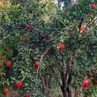 کار داوطلبانه در مزرعه|استخدام خدمات فروشگاه و رستوران|قم, انسجام|دیوار