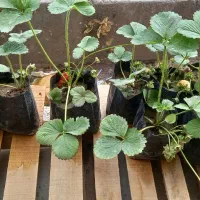 انواع نشا وتویلکی