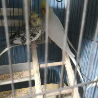 عروس هلندی|پرنده|قم, پردیسان|دیوار