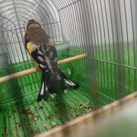 سهره دورگ پلاک پا.قناری.مرغ عشق.فنج|پرنده|شیراز, گل سرخ|دیوار