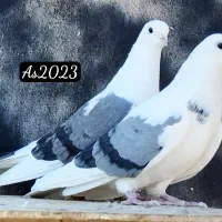 پشت سبز|پرنده|تهران, نیروی هوایی (پیروزی)|دیوار