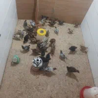 جوجه