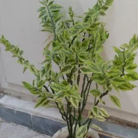 انواع گل زینتی عمده با تخفیف ویژه