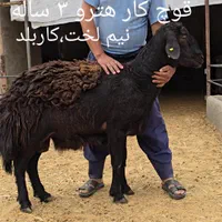 قوچ و بره قوچ همو زیگوت و هترو با برگه آزمایش|حیوانات مزرعه|تهران, بلوار کشاورز|دیوار