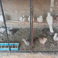 کبوتر خانگی
