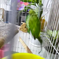 جوجه ملنگو|پرنده|اشتهارد, |دیوار