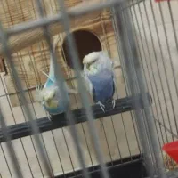 جفت پروانه ای