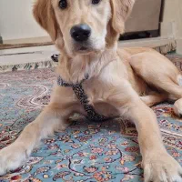 توله ۷ ماهه گلدن