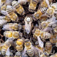 ملکه و کلنی زنبورعسل  کارنیکا