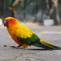 گرینچک و طوطی خورشیدی