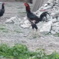 مرغ خروس لاری
